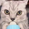 Логотип телеграм канала @albeso2 — ALBESO2