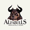 Логотип телеграм канала @alfabullsofficial — AlfaBullsOfficial