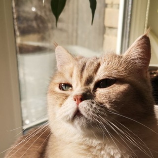 Логотип телеграм канала @alfik_cat — Альфик🐱