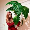 Логотип телеграм канала @alicelisofficial — ALICELIS
