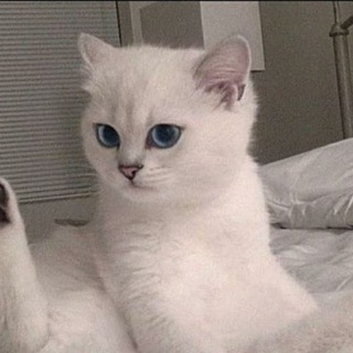 Логотип телеграм канала @alikhakker — Маник/идеи🌺