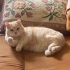 Логотип телеграм канала @alisa_i_kotiki — Алиса и котики