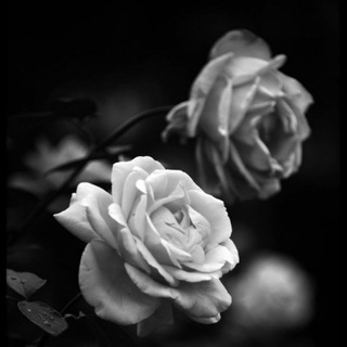 Логотип телеграм канала @alisheromarr — c'est la vie