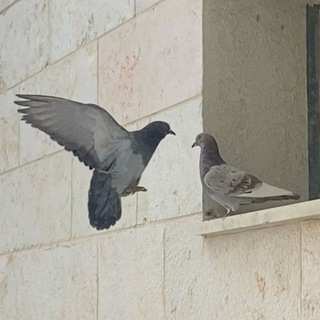 لوگوی کانال تلگرام aljameellove — مَلاذ 🕊~