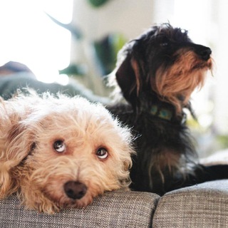 Logo de la chaîne télégraphique alles_gute_hund - ALLES GUTE FÜR DEIN TIER🐕❤️ 🐈❤️🐎❤️