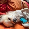 Логотип телеграм канала @allochkarybochka10 — аллочка рыбочка