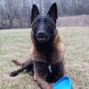 Логотип телеграм канала @allprodog — Ваша Собака - Ваше Зеркало