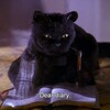 Логотип телеграм канала @alm_writes — котяточная алм