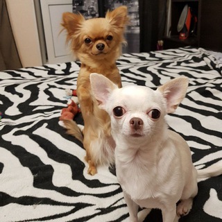 Логотип телеграм канала @almabessi — СОБАЧЬЯ ЖИЗНЬ🐶