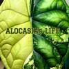 Логотип телеграм канала @alocasiaslive — 💚𝔸𝕃𝕆ℂ𝔸𝕊𝕀𝔸𝕤 𝕃𝕀𝔽𝔼💚
