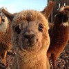 Logo of telegram channel alpacainvest — Alpaca Invest