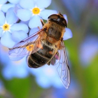 Logo des Telegrammkanals altes_wissen - Ursprache - Altes Wissen im Kleid der Zeit