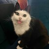 Логотип телеграм канала @am0ryweb — амур точка веб
