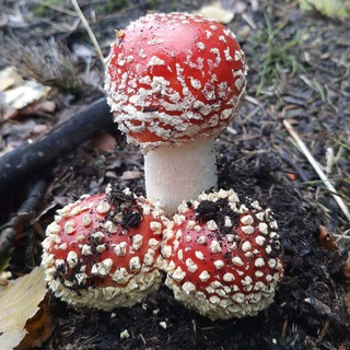 Логотип телеграм канала @amanita_karelia — Amanita Karelia