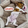 Логотип телеграм канала @amato_fabbrica — АМАТО 🐶🐱 AMATO