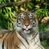 Логотип телеграм канала @amazingworld_unreal — Этот удивительный мир