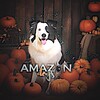 Логотип телеграм канала @amazondoggy — 𝐚𝐦𝐚𝐳𝐨𝐧 𝐝𝐨𝐠𝐠𝐲ᶜʰᵃᶰᶰᵉᶫ