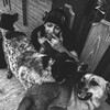 Логотип телеграм канала @ameerunee — ameerunee