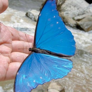 لوگوی کانال تلگرام amel313 — فراشـــة الــ🦋ـروح