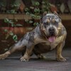 Логотип телеграм канала @americanbully_ru — 🇺🇸 Americanbully.ru✨Питомник Американских Булли. Продажа щенков I Американский булли