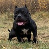 Логотип телеграм канала @americanskie_bully72 — 🔥АМЕРИКАНСКИЕ БУЛЛИ🔥