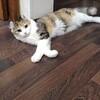 Логотип телеграм канала @aminka_love_aminka — 💸✨Домик Васьки🌸🍃