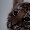 Логотип телеграм канала @amir_30 — Тигры🐯