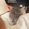Логотип телеграм канала @ammsix — ฀