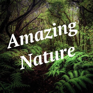 Логотип телеграм канала @amnature — Amazing Nature