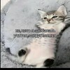Логотип телеграм канала @amnedolampo4kixd — хижина лампочки❤️😜