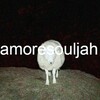 Telegram channel amore souljah logo
