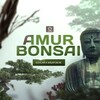 Логотип телеграм канала @amur_bonsai — 𝔸𝕞𝕦𝕣 𝔹𝕠𝕟𝕤𝕒𝕚 - Бонсай в Хабаровске🌿