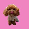 Логотип телеграм канала @amy_maltipoo18 — Мальтипу Эми