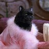 Логотип телеграм канала @amyscloudmeowmeow — Эми в геймдеве