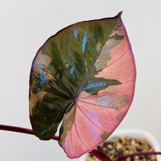 Telegram channel an.plants logo