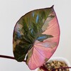 Логотип телеграм канала @an_plants — an.plants