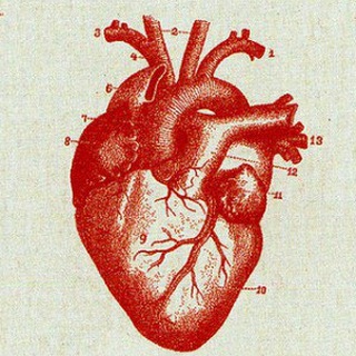 Логотип телеграм канала @anatomy_cheloveka — Анатомия и физиология человека