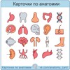 Логотип телеграм канала @anatomy_card — Карточки по анатомии