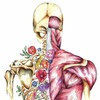 Логотип телеграм канала @anatomy_jpg — Анатомия в картинках