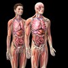 Логотип телеграм канала @anatomy_presentation — Anatomiya slaydlar