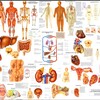 Логотип телеграм канала @anatomy_text — Учебная анатомия