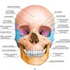 Логотип телеграм канала @anatomya_human — Анатомия человека