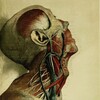 Логотип телеграм канала @anatomyinside — Med ınsıde