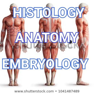 Logo of telegram channel anatomyvideoss — Anatomy embryology histology videos & books