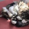 Логотип телеграм канала @andzhelina_ne_dzholi — Уравнения и котики