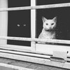 Логотип телеграм канала @anecdotomem — Мемчик