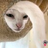 Логотип телеграм канала @anechi784 — anechi