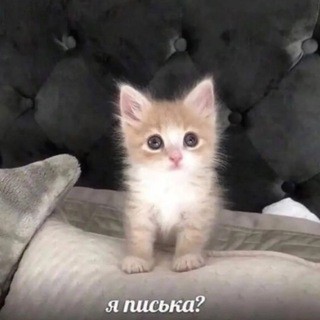 Логотип телеграм канала @anekdotdyrachok — АНЕКДОТЫ ДУРАЧКА