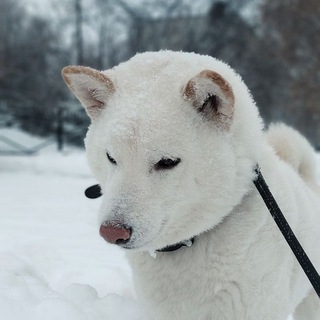 Логотип телеграм канала @angayshiloff — Записки Ангая 🐕