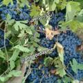 لوگوی کانال تلگرام angoordayme — نهال و انگور سیاه (ره شه) دیمی کردستان